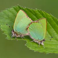 Green Hairstreak Butterflies Mating 